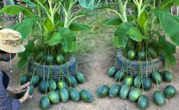 Using This Method Can Grow Banana Trees with Watermelon Fruit to Get Real Results 100%