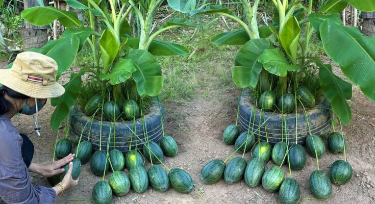 Using This Method Can Grow Banana Trees with Watermelon Fruit to Get Real Results 100%