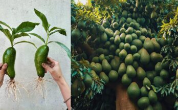 Let's See My Secrets Techniques For Grafting Avocado Tree To Make Lots of Fruits in very short time