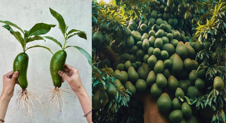 Let's See My Secrets Techniques For Grafting Avocado Tree To Make Lots of Fruits in very short time