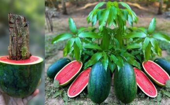 How to Grow Mango with Watermelon Trees