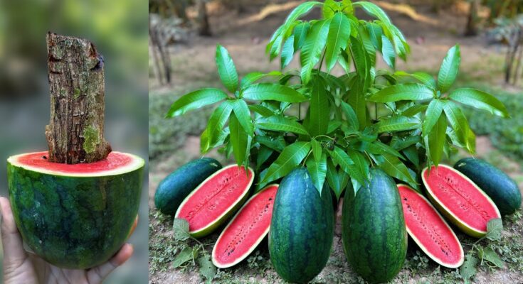 How to Grow Mango with Watermelon Trees
