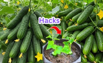 Cucumber Propagation: Turn One Cucumber into a Full Garden