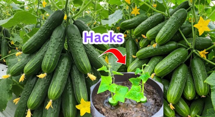 Cucumber Propagation: Turn One Cucumber into a Full Garden