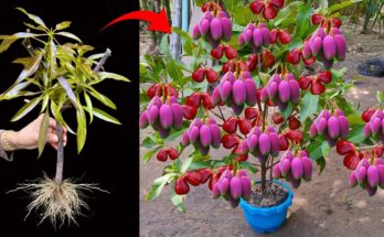 How to Grow Mango with Java Apple Fruit