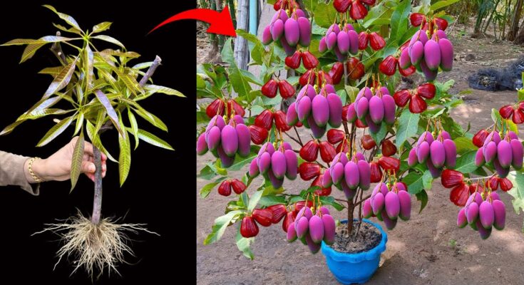 How to Grow Mango with Java Apple Fruit
