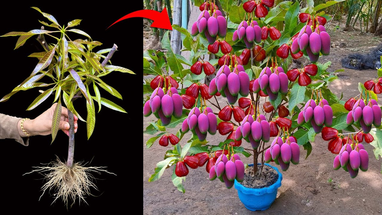 How to Grow Mango with Java Apple Fruit
