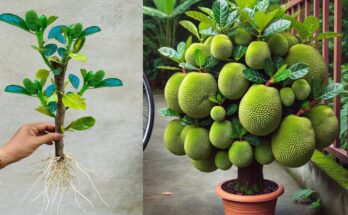 🌿Grow Jackfruit Tree from Cuttings with This Proven Method