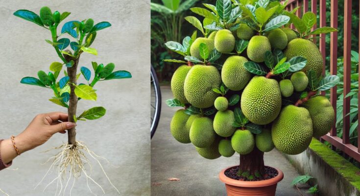 🌿Grow Jackfruit Tree from Cuttings with This Proven Method