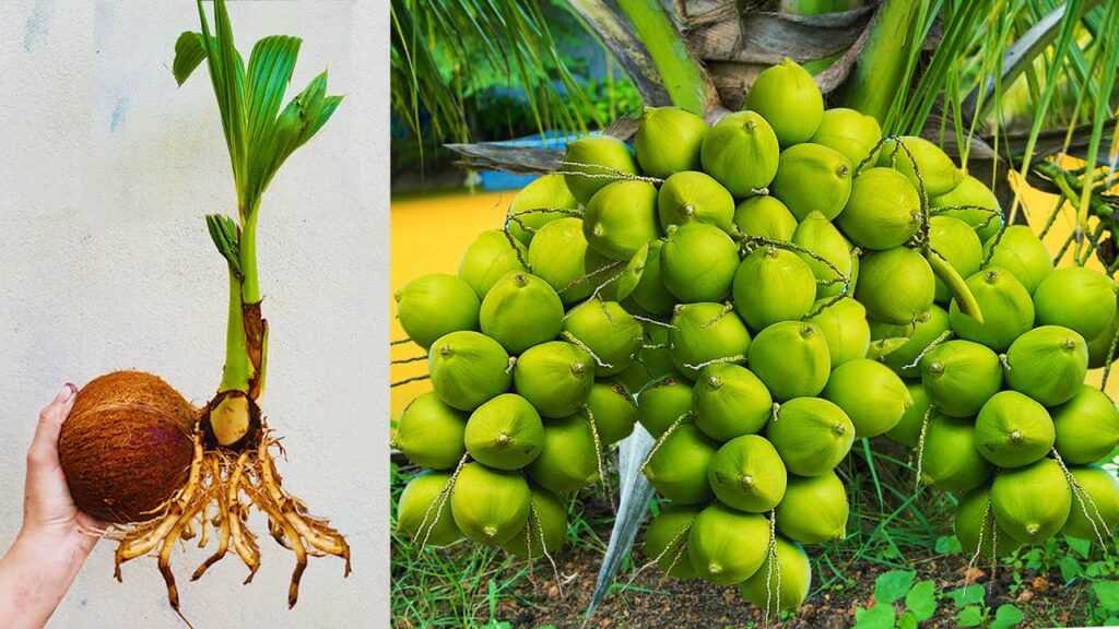 How to Grow Coconut Tree from Coconut Fruit