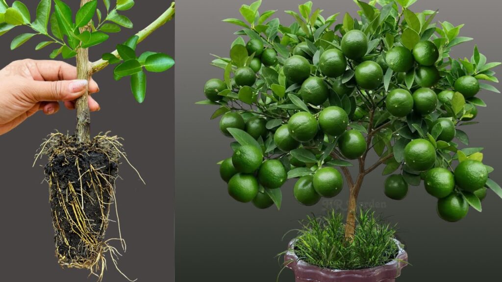 Great Technique For Grafting Lemon Trees Faster With Aloe Vera and Coca Cola
