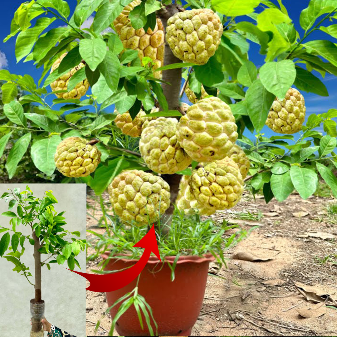 Sugar apple​​​​ : How to Grow Sugar Apple with Strawberry Juice Gets the most fruit