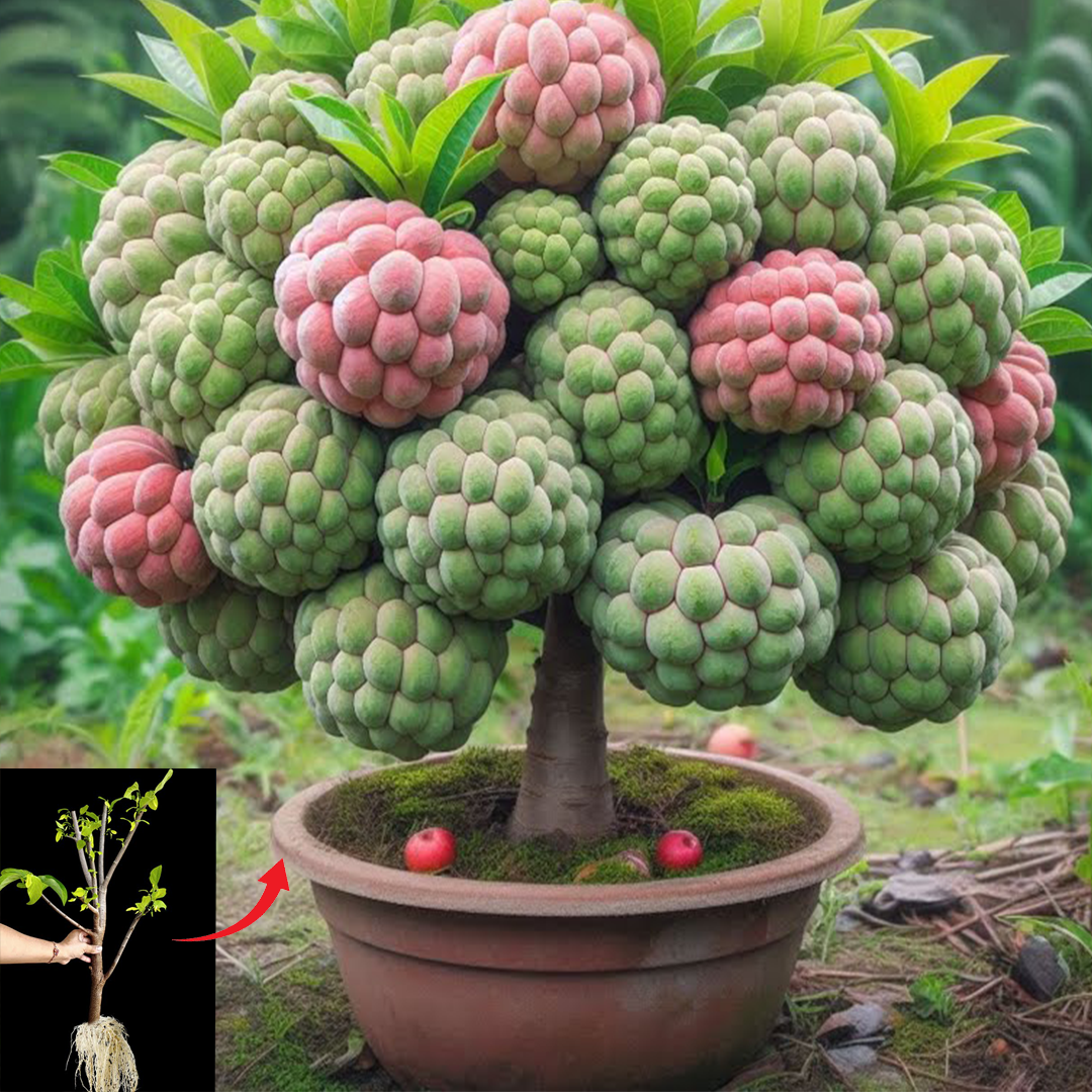 Sugar apple​​​​ : How to Grow Sugar Apple with Strawberry Juice Gets the most fruit