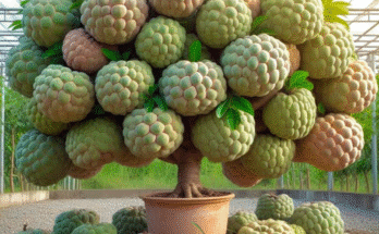 Sugar apple​​​​ : How to Grow Sugar Apple with Strawberry Juice Gets the most fruit