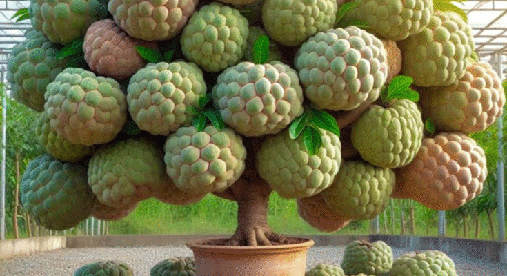 Sugar apple​​​​ : How to Grow Sugar Apple with Strawberry Juice Gets the most fruit
