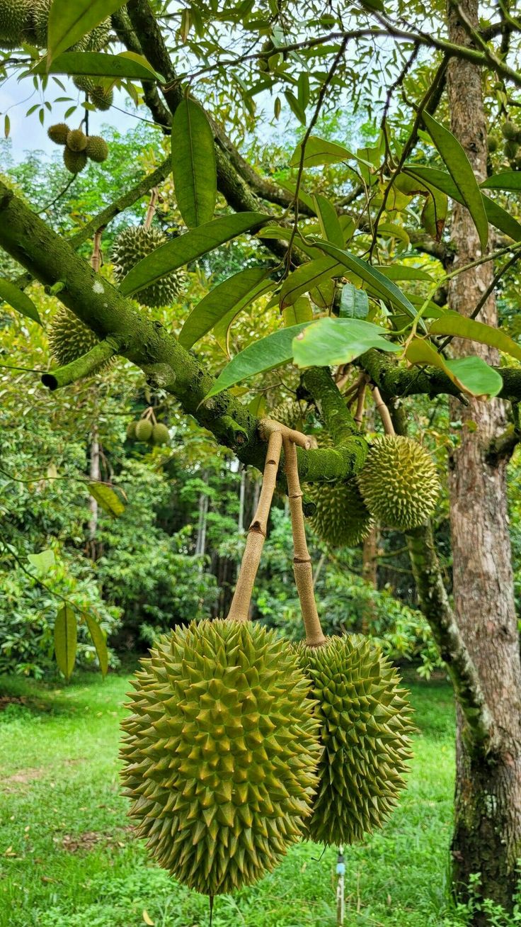 Grafting Durian Tree