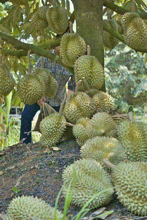 Grafting Durian Tree