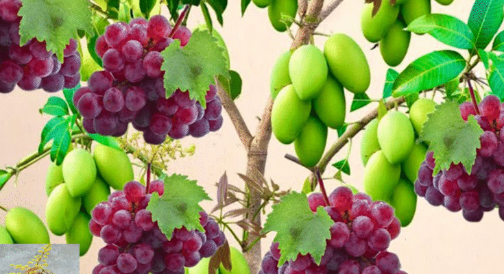 Amazing! How To Grafting Mango Tree in Grapes Fruit Get fruit fast 100%