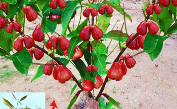 New techniques for reproducing rose apple tree from rose apple fruit to get fruit fast 100%