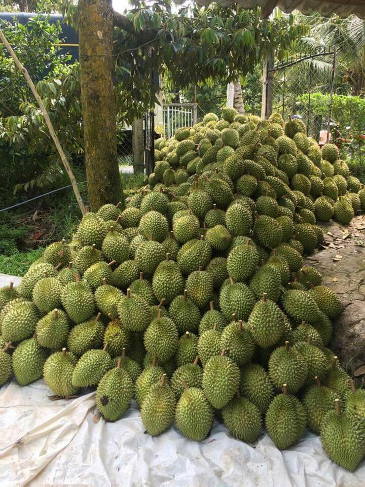 Grafting Durian Tree