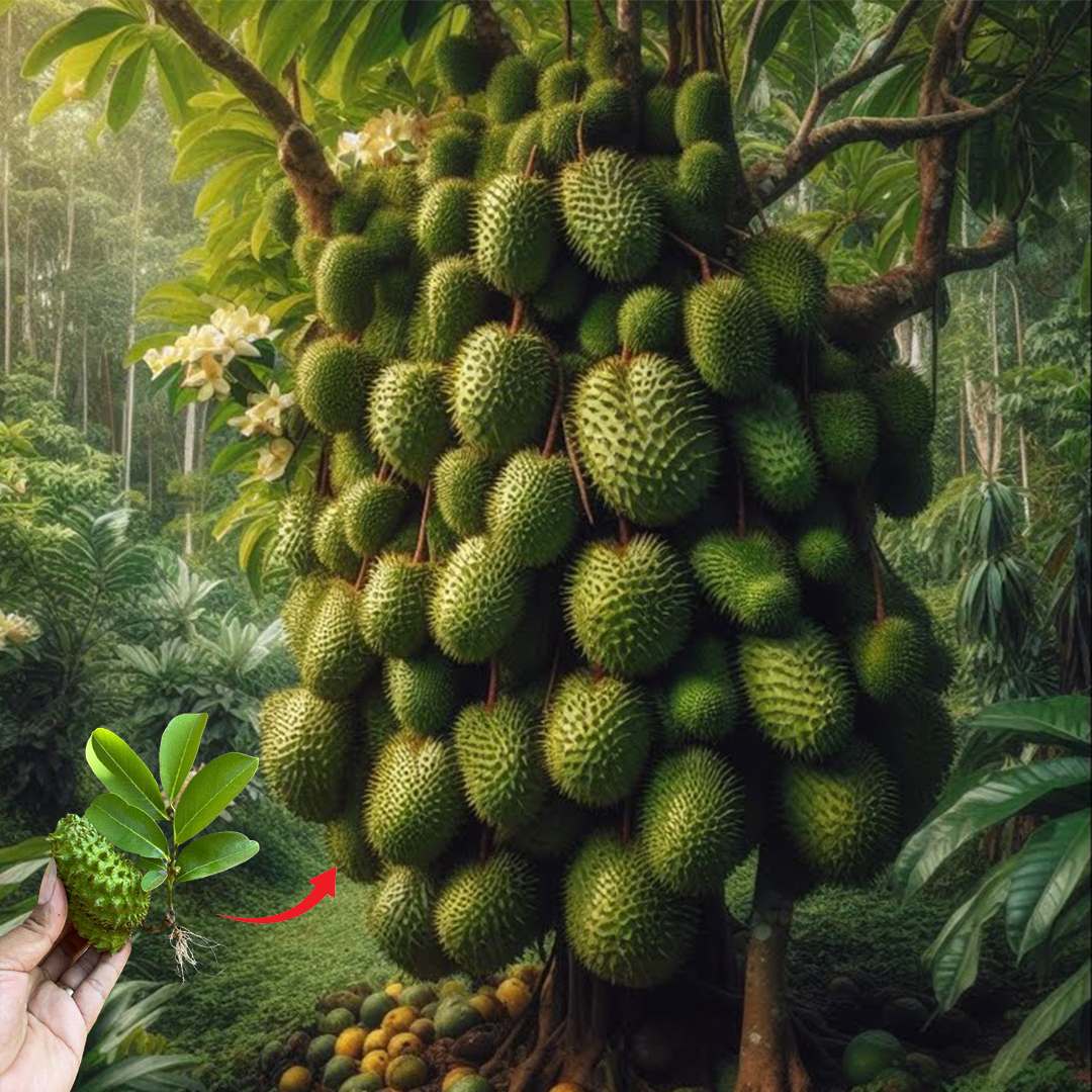 How to Grow Soursop Tree from Cuttings