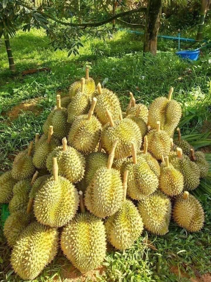Grafting Durian Tree
