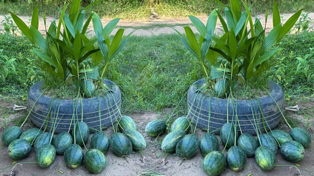 How to grow watermelon with coconut to get more fruit faster