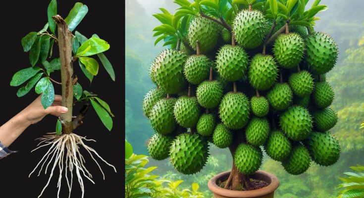 How to Grow Soursop Tree from Cuttings