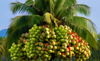 i Growing Coconut with Apples Using Secret Techniques, How to Grafting Tree