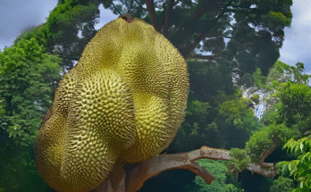 Grafting Durian Tree