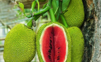 Great Skill…How I growing jackfruit with watermelon and egg !To get lots of Amazing fruits