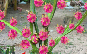 A New Way of Propagating Dragon Fruit to Produce a Lot of Fruit in a Short Time