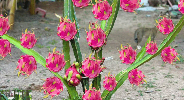 A New Way of Propagating Dragon Fruit to Produce a Lot of Fruit in a Short Time