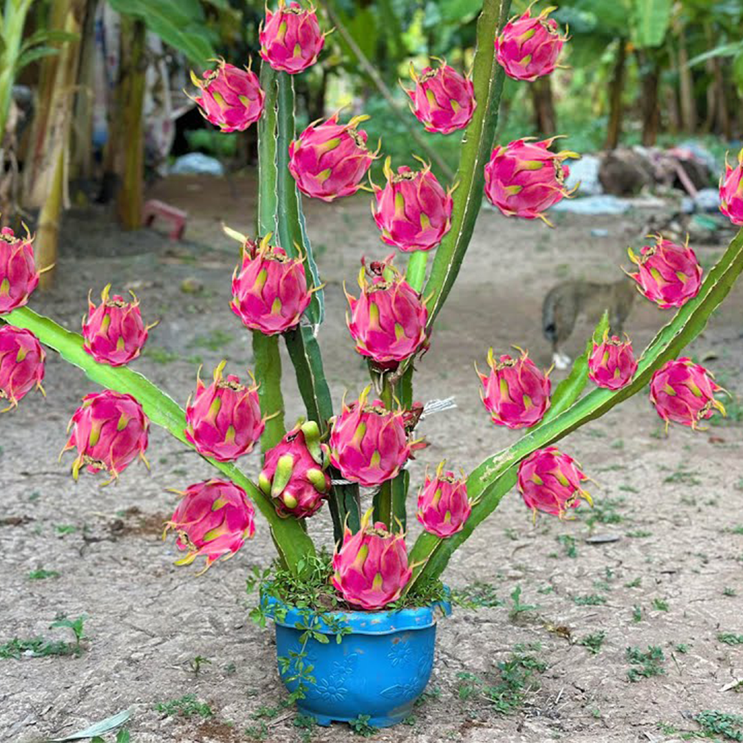 A new way of propagating dragon fruit to produce a lot of fruit in a short time
