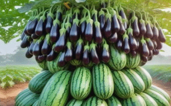 New Watermelon Planting Methods to Harvest More Eggplants