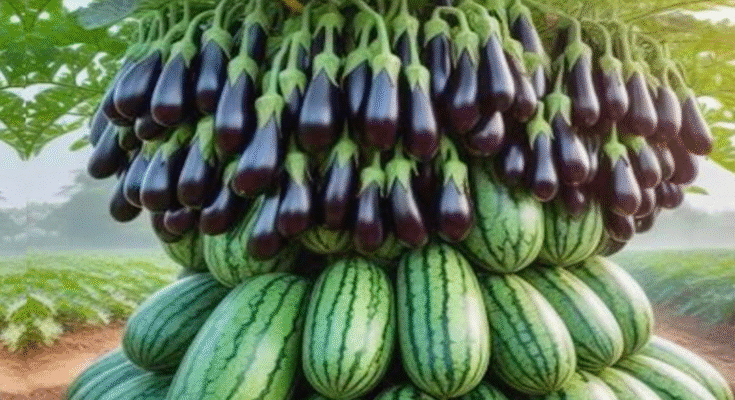 New Watermelon Planting Methods to Harvest More Eggplants