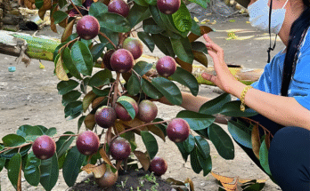 Great Technique For Grafting Milk Fruit