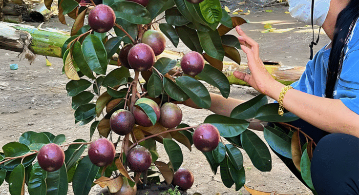 Great Technique For Grafting Milk Fruit