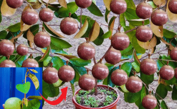 Great Technique For Grafting Milk Fruit