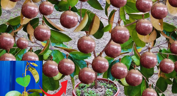 Great Technique For Grafting Milk Fruit