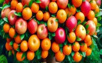 New grafting skills to harvest apples and oranges on a single tree