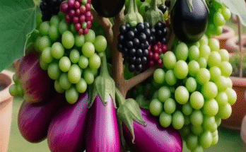 Harvest More Grapes on Eggplant Trees with New Grafting Methods