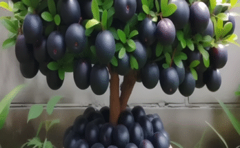 Great planting skills to harvest more Jamun or Black Plum #farming #gardening #satisfying