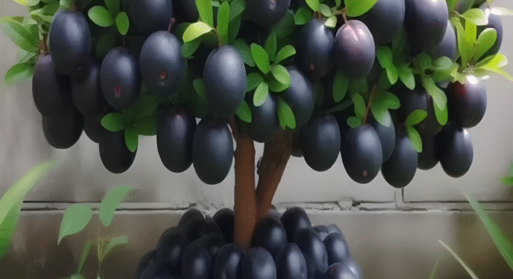 Great planting skills to harvest more Jamun or Black Plum #farming #gardening #satisfying