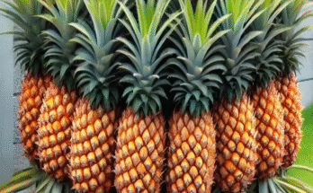 Enjoy More Pineapple Harvest: Pineapple Planting Method