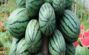 Best Skill Technique: Grafting Papaya with Watermelon, Growing Very Fast with Aloe Vera and Duck Egg