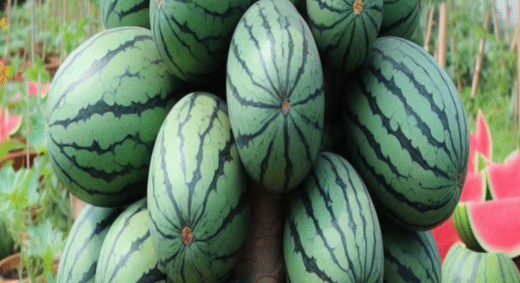 Best Skill Technique: Grafting Papaya with Watermelon, Growing Very Fast with Aloe Vera and Duck Egg