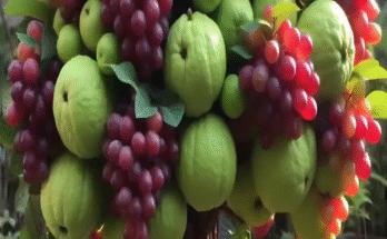 I Harvested GUAVA and Grapes on ONE Tree Using This Crazy Grafting Method!
