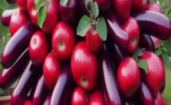 Great Grafting Technique to Harvest More Apples and Eggplants