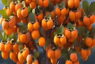 Skills in growing persimmon to harvest more fruit